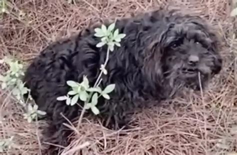 Hond Met Verlamd Pootje Ligt Langs De Weg En Huilt Tot Iemand Komt Helpen