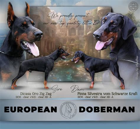 Beyond Black and Rust: Exploring the Colors of the European Doberman | by Ean Dm | May, 2024 ...