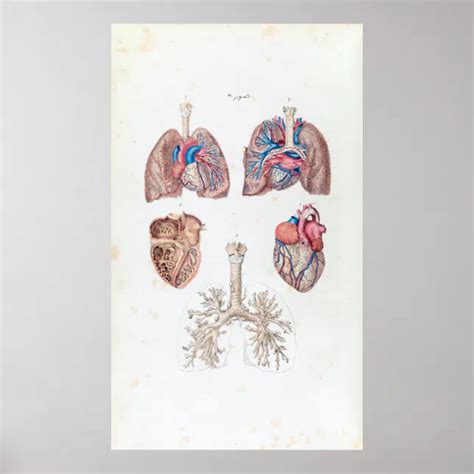 Vintage Anatomie Des Menschlichen Herzens Und Der Poster Zazzle De