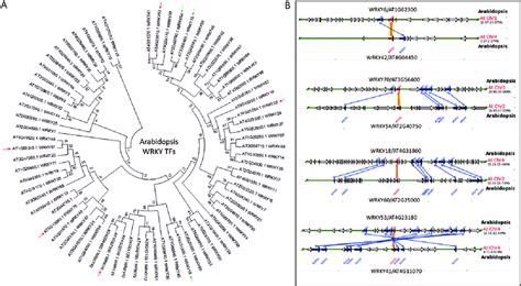 Duplicate Gene Pairs In Sen Wrky Tfs A Phylogenetic Relationships