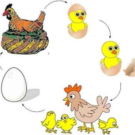 Reproduction in Animals 1 | Experihub Learning