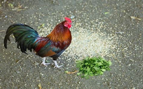 Different Types Of Chicken Feed A Comprehensive Guide LearnPoultry