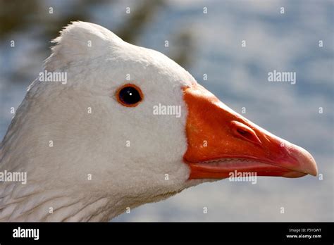 A White Duck Whit Black Eye In Buenos Aires Argentina Stock Photo Alamy