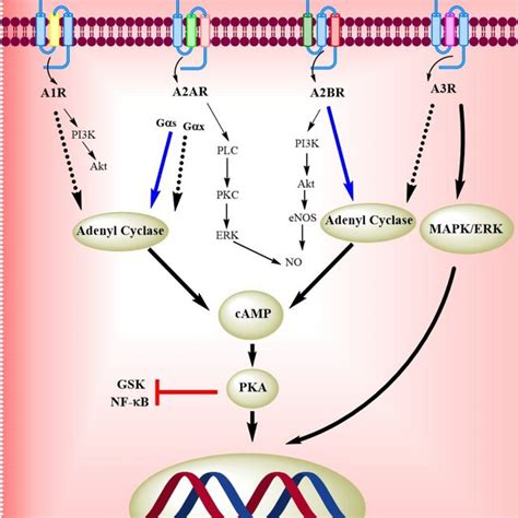 Involvement Of Adenosine Receptors And Different Signalling Pathways