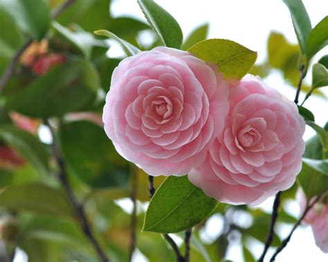 Las Flores Más Raras Y Hermosas Del Mundo