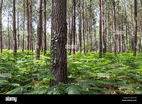 Landes forest hi-res stock photography and images - Alamy