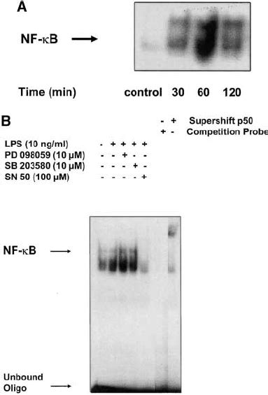 Time Course Of Lps Induced Erk 1 Erk 2 And P38 Mapk Phosphorylation