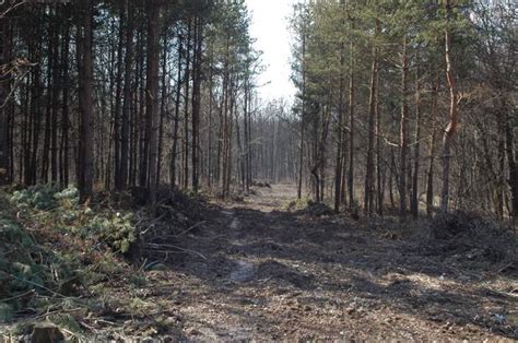 Cum faci pădurea să nu mai fie pădure, deşi e plină de copaci. Jaful ...