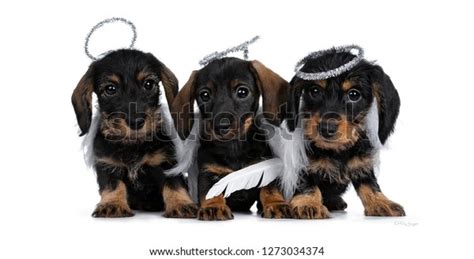 Angel Halo Costume: Over 821 Royalty-Free Licensable Stock Photos | Shutterstock