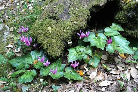 Hardy Cyclamen For All Seasons Alpine Garden Society