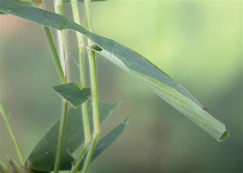 Twin-spot Skipper - Alabama Butterfly Atlas