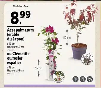 Acer Palmatum Rable Du Japon