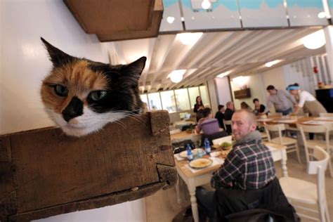 Simmer down meow: Cat cafes are (finally!) coming to Dallas | GuideLive