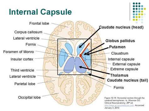 Internal Capsule Relative To Rest Of Brain Internal Capsule Craniosacral Therapy Brain Anatomy