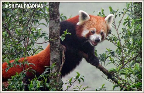 Ailurus Fulgens Red Panda