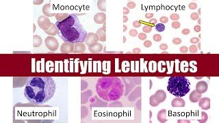 Lymphocytes And Monocytes Labeled