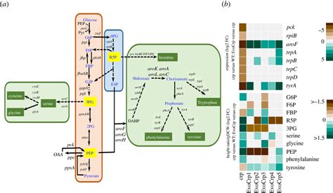 Integrated Transcriptomics And Metabolomics Analysis At Glycolytic And