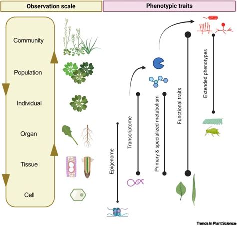 The Ecologically Relevant Genetics Of Plantplant Interactions Trends