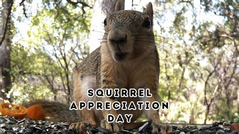 Squirrel Appreciation Day