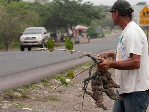 Tráfico ilegal amenaza vida silvestre en Chiapas