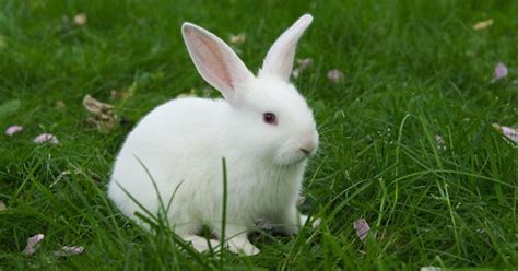 Florida White Rabbit Breed Information And Pictures