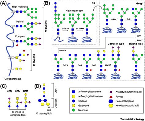 Glycans In HIV 1 Vaccine Design Engaging The Shield Trends In