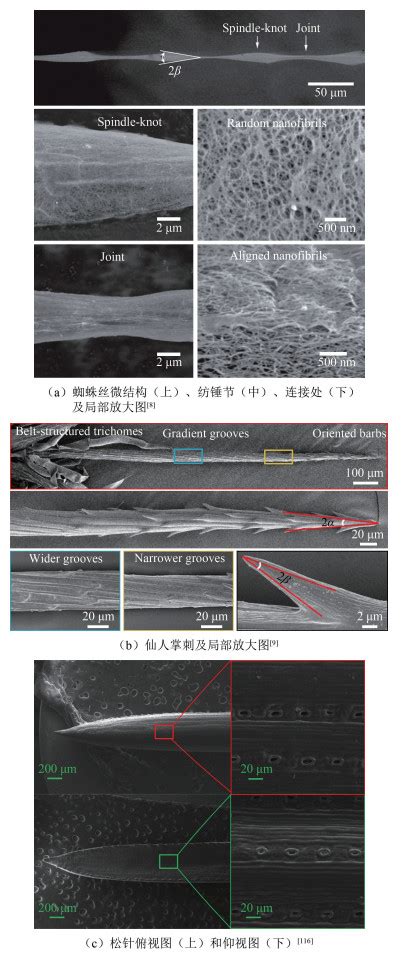 润湿异性表面液滴定向运动研究进展