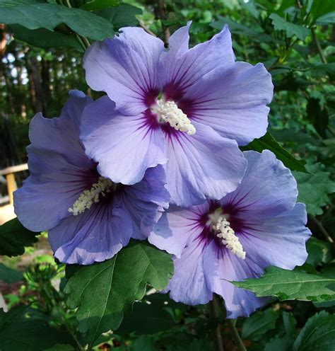 Tortoise food/pretty plants - Rose of Sharon seeds | Tortoise Forum