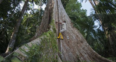 Proponen nueva modificación de ley forestal que amenzaría a especies en