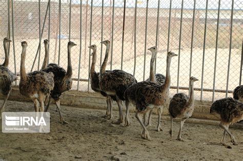 بزرگترین طرح پرورش شترمرغ سیستان وبلوچستان آماده افتتاح است ایرنا