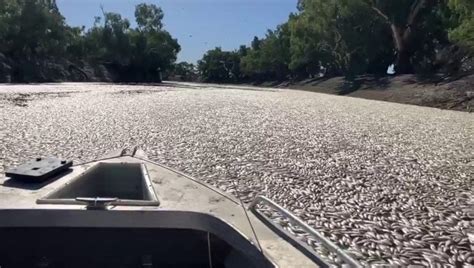 Australia l acqua è troppo calda il fiume è una distesa di pesci