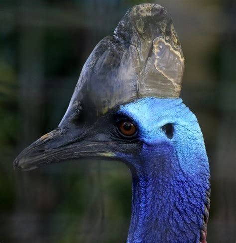 Southern Cassowary Casuarius Casuarius Region Australia T Flickr