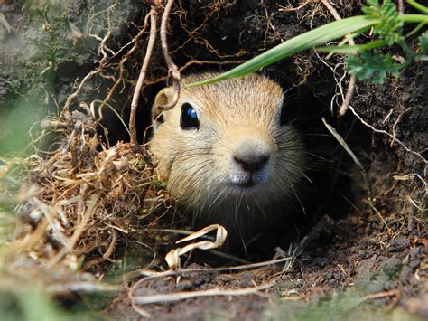 Why Do Prairie Dogs Live In The Grasslands at Herlinda Means blog