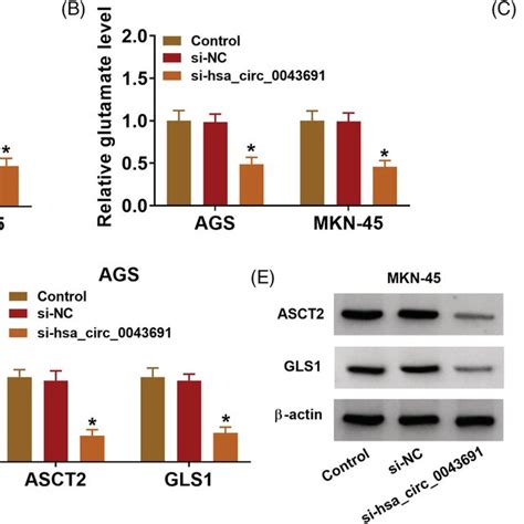 The Effects Of Hsa Circ Deficiency On Gc Cell Malignant