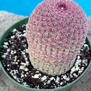 Live Rare Cactus Rainbow Hedgehog Echinocereus Rigidissimus Arizona