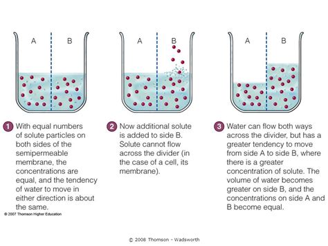 2008 Thomson Wadsworth Chapter 12 Water And Major Minerals Ppt