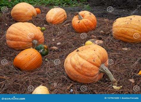 Detail Of Autumn Pumpkins On The Ground Stock Photo Image Of Park