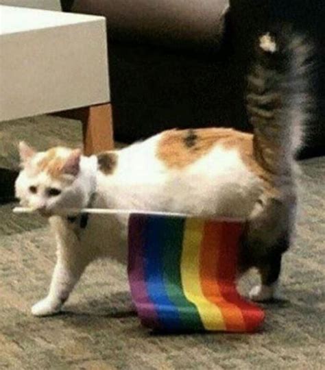 Cat Says Gay Rights R Lgbt