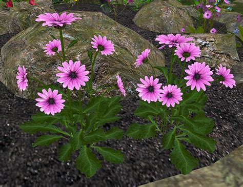 Second Life Marketplace Big Daisieslilac