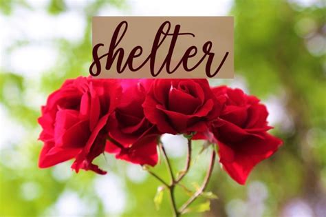 Shelter Font