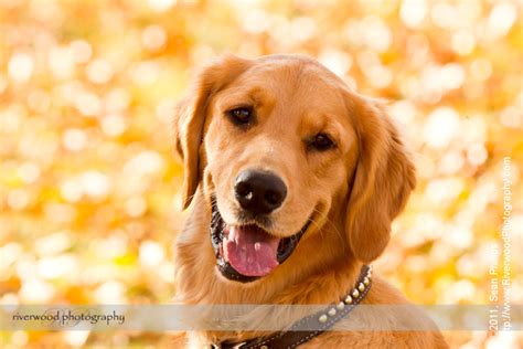 Fall Dog Portrait at Carburn Park - 403-615-3708 - Calgary Pet Portraits - 403-615-3708 ...