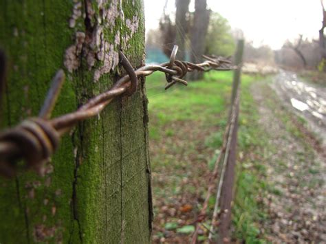 Kostenlose Foto Baum Wald Ast Zaun Stacheldraht Blume