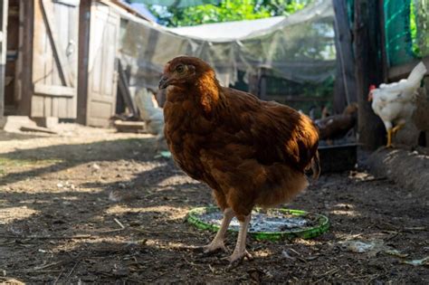 Galinha castanha na exploração avícola caseira avícola doméstica Foto