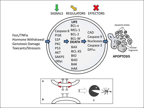 The Role Of Autophagy And Apoptosis During Embryo Development IntechOpen