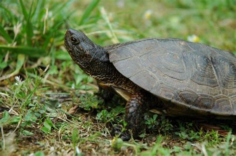 C Mo Cuidar A Una Tortuga En Casa Mitortuga Net