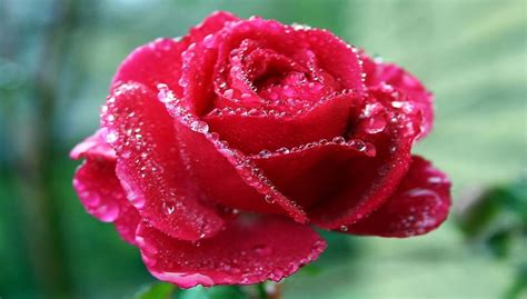 Rose: The National Flower of Ecuador