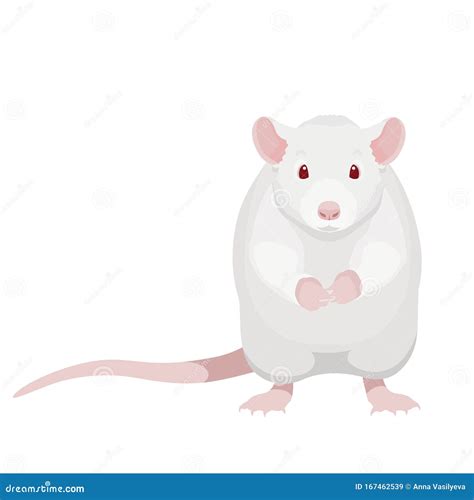 Cartoon White Rat Vector Illustration Cute Sitting Albino Rat Stock Vector Illustration Of