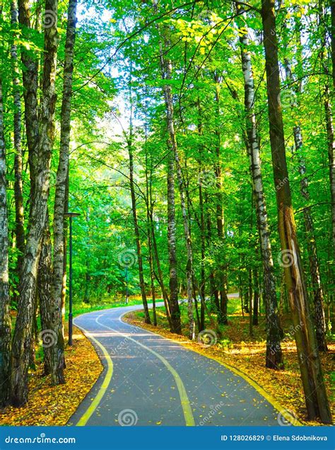 Estrada De Enrolamento Em Uma Floresta Bonita Do Outono Imagem De Stock