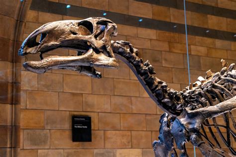 Esplora La Meraviglia Del Museo Di Storia Naturale Di New York Cutler