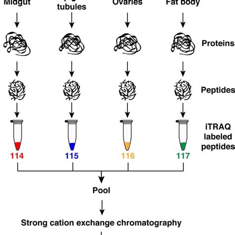 Workflow Of The Itraq Based Proteomic Analysis Of Four Tissues Midgut